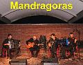 06 Mandragoras